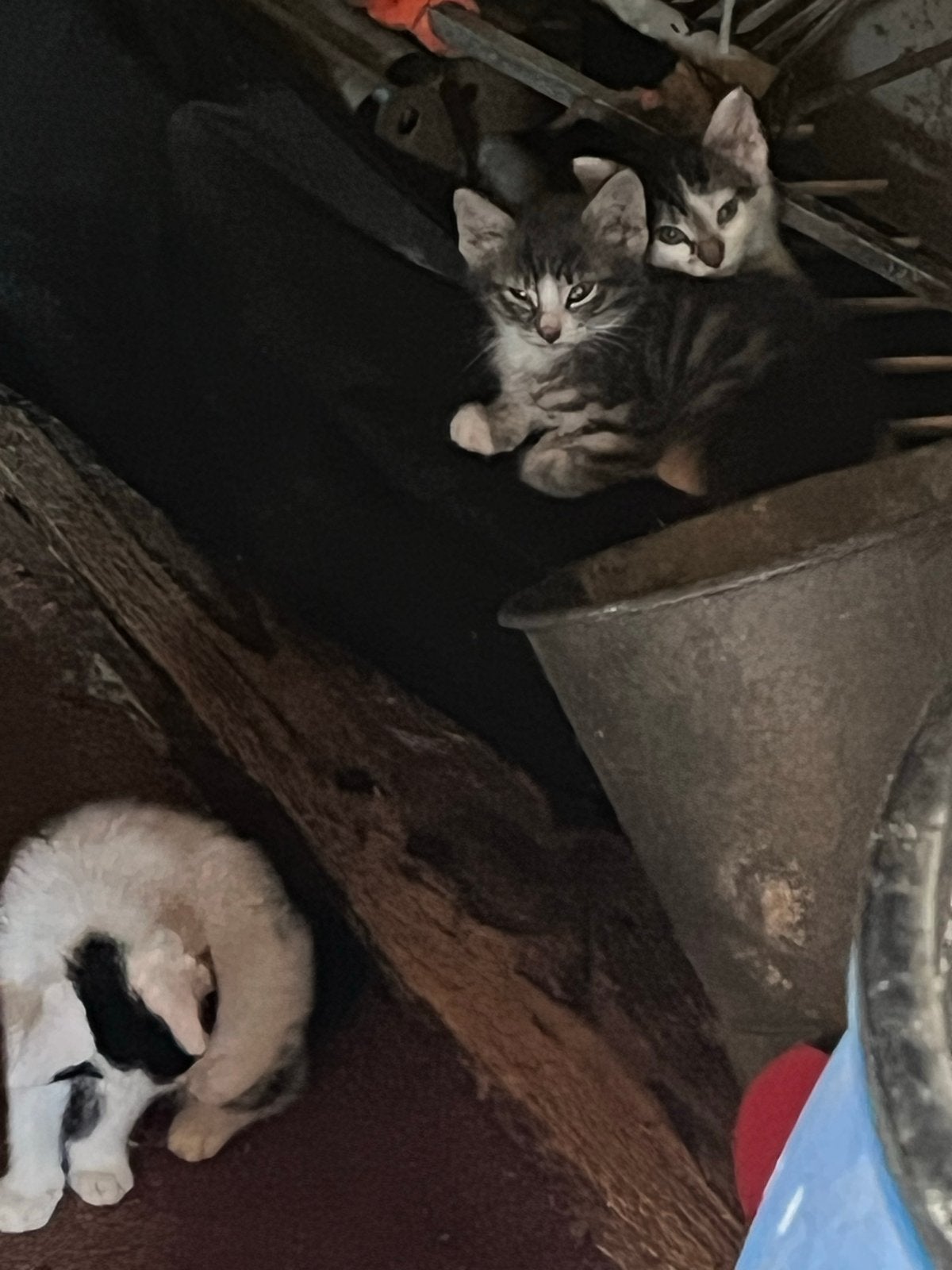 Kittens 01-05-26, Meerdere dieren
