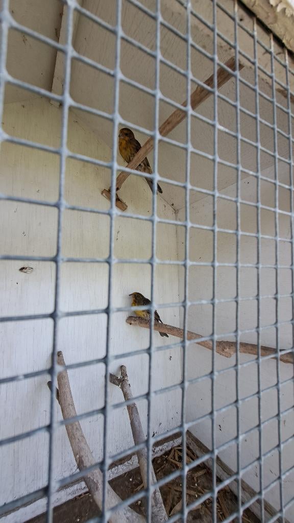 Mexicaanse roodmus, Dieren en Toebehoren, Meerdere dieren, Kleurkanarie