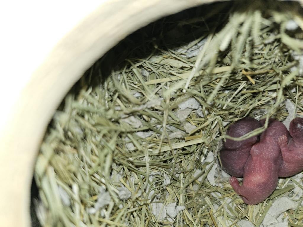 gerbil, Januari, Meerdere dieren, Overige typen, Tam