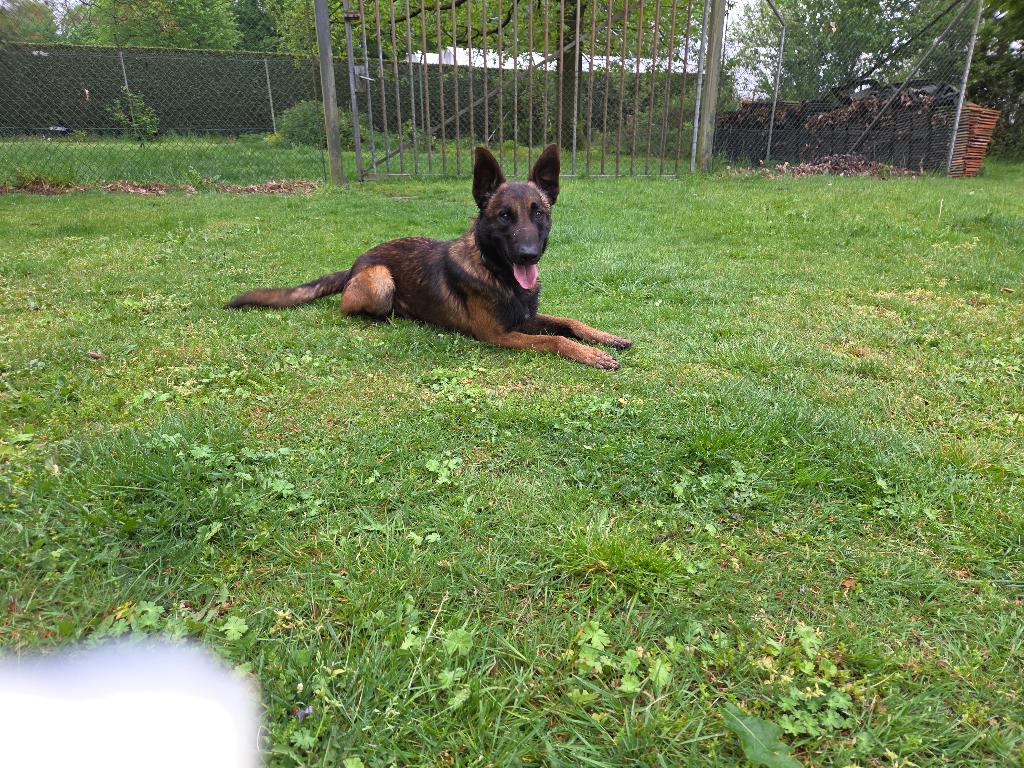 Barry, Dieren en Toebehoren, Honden | Herdershonden en Veedrijvers, Parvo, Reu, 1 tot 2 jaar, Eén hond