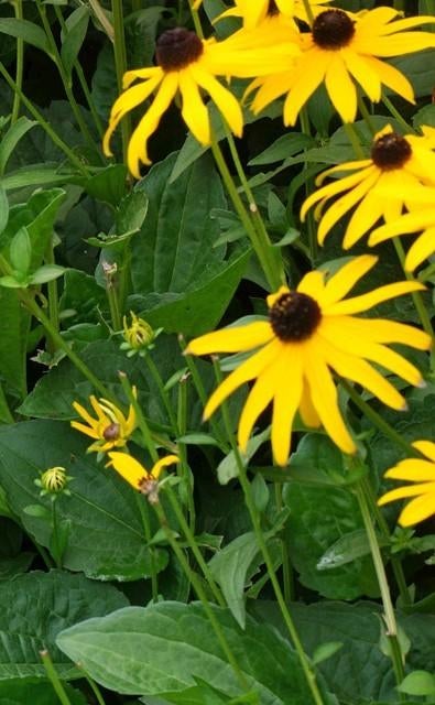 Zaden Rudbeckia fulgida, Ophalen of Verzenden, Zaad