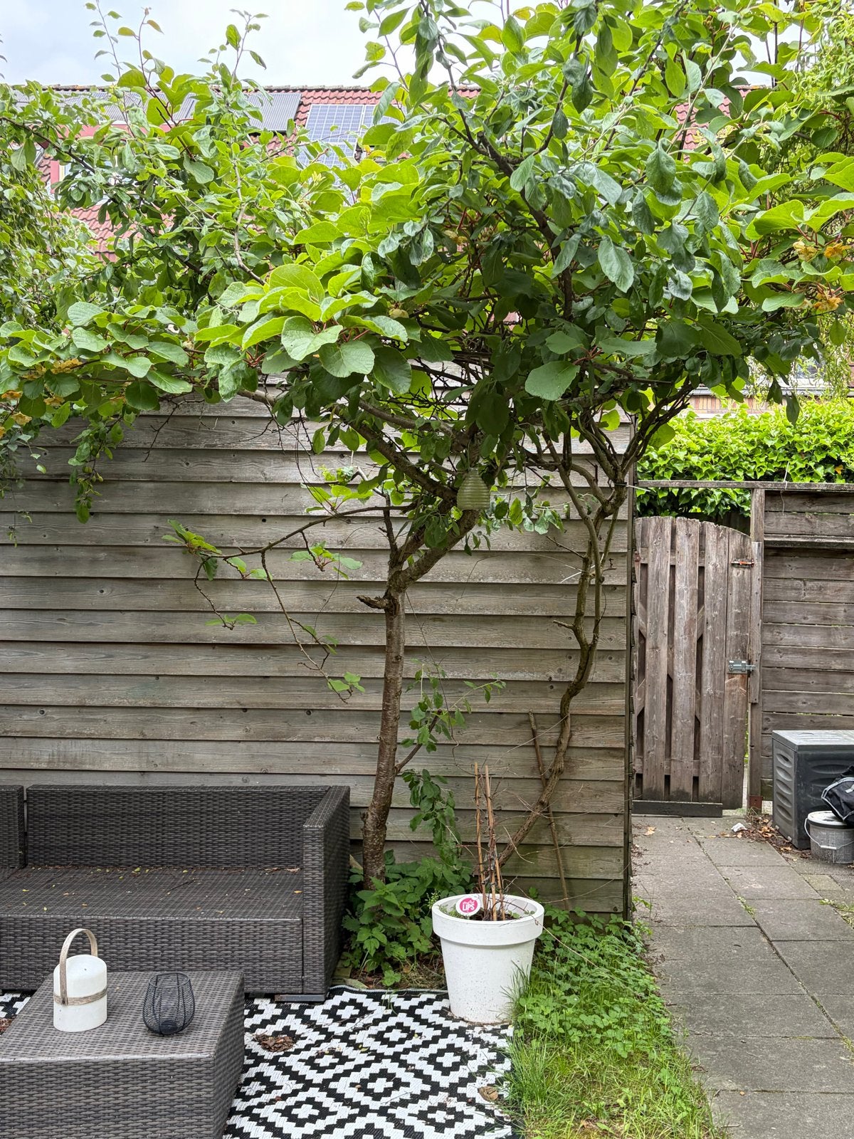 Pruimenboom van circa 3 meter hoogte, Tuin en Terras, Planten | Tuinplanten, Ophalen, Vaste plant, Fruitplanten, Volle zon