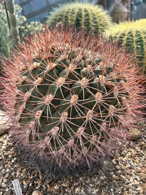 Ferocactus emoryi, cactus, 28 cm breed 29 cm hoog, Ophalen, Cactus, Volle zon, Minder dan 100 cm