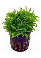 pogostemon helferi €4,95, ., Overige typen, Nieuw, Ophalen of Verzenden
