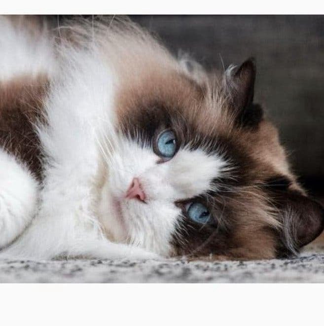 Ragdoll dek kater, Kater, Ontwormd