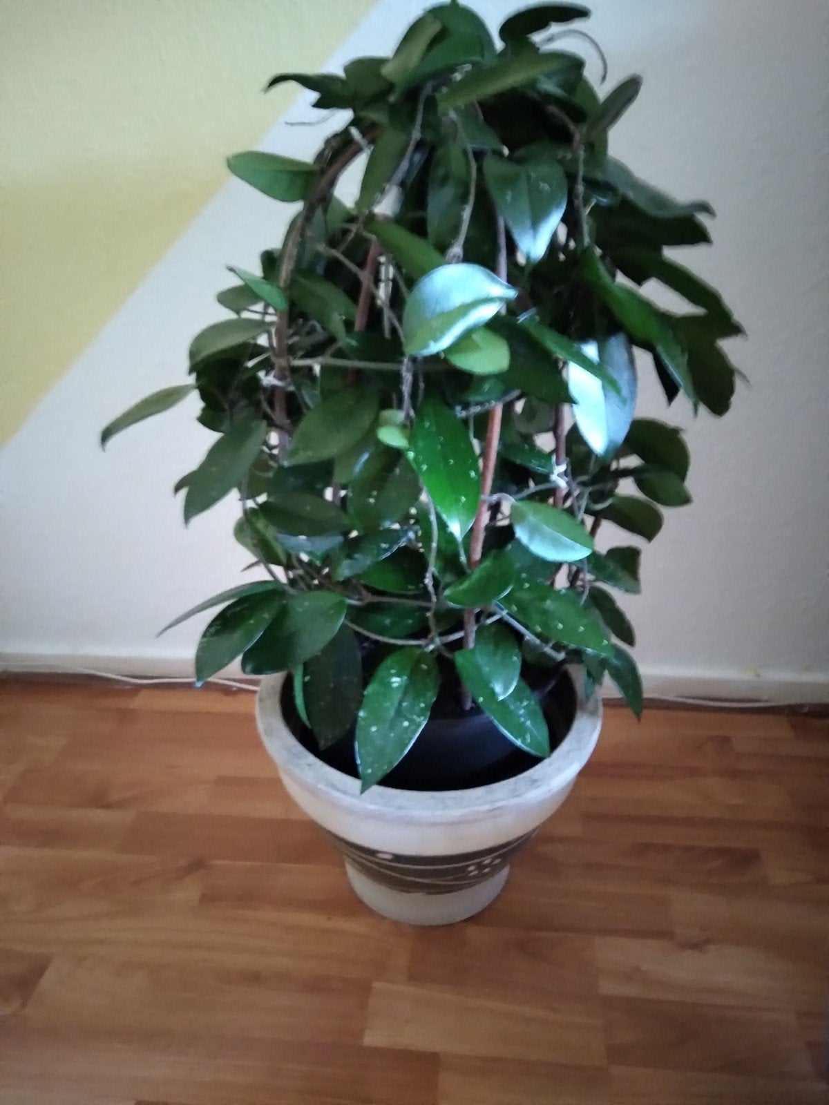 Grote Hoya plant in pot - Groene kamerplant, Huis en Inrichting, Ophalen
