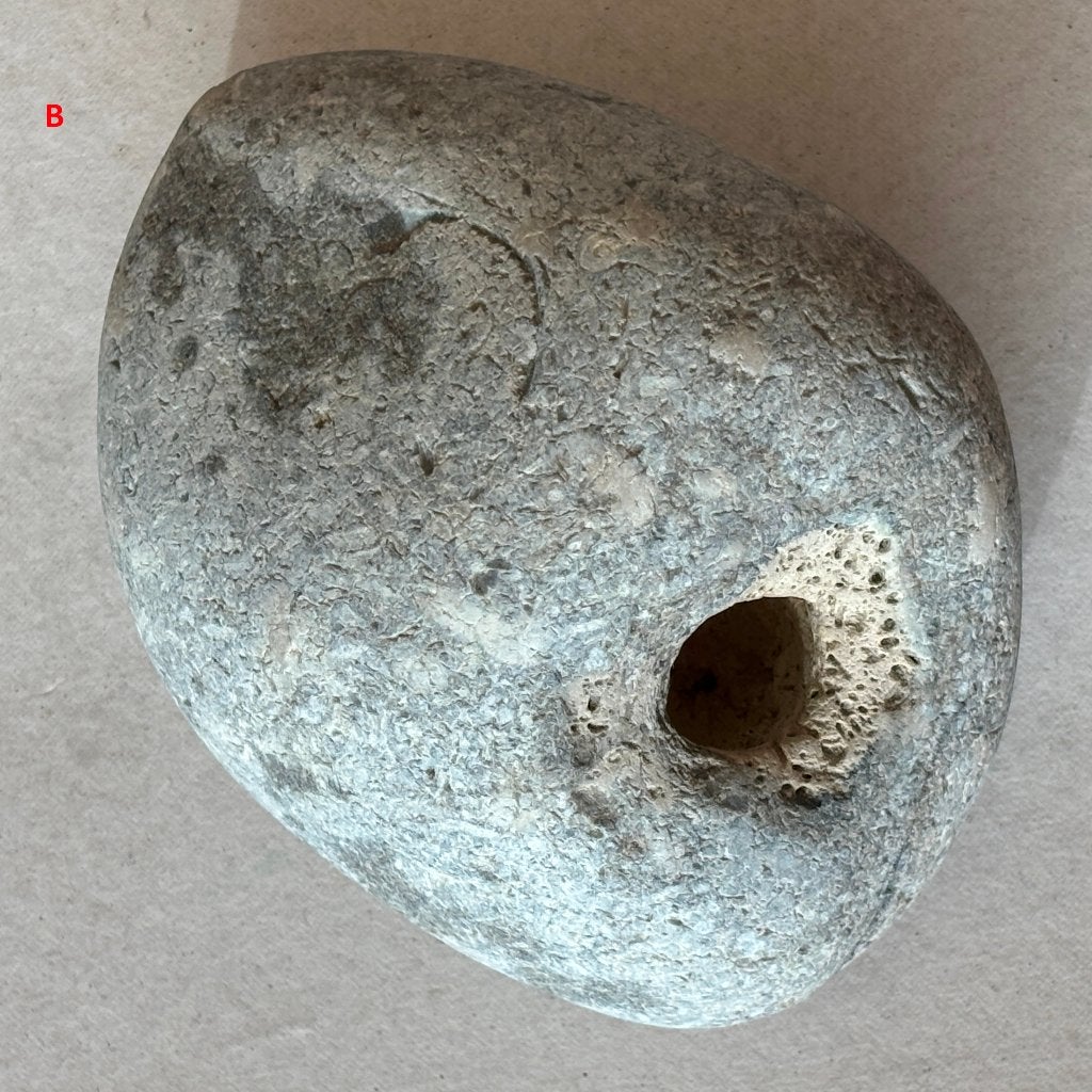 Fossiele steen, Verzamelen, Ophalen of Verzenden, Fossiel