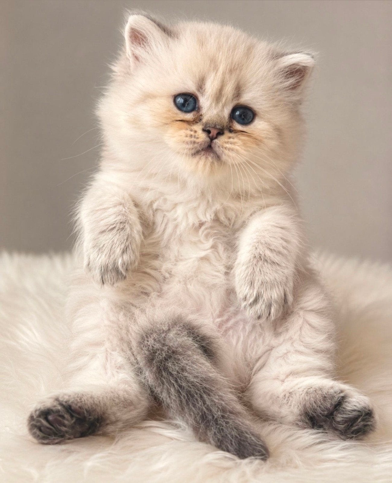Kittens