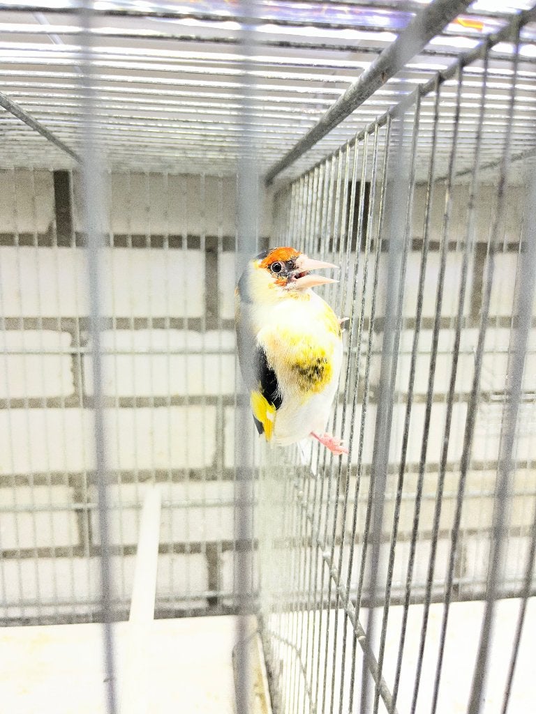 Bonte man, Dieren en Toebehoren, Vogels | Overige Vogels, Mannelijk