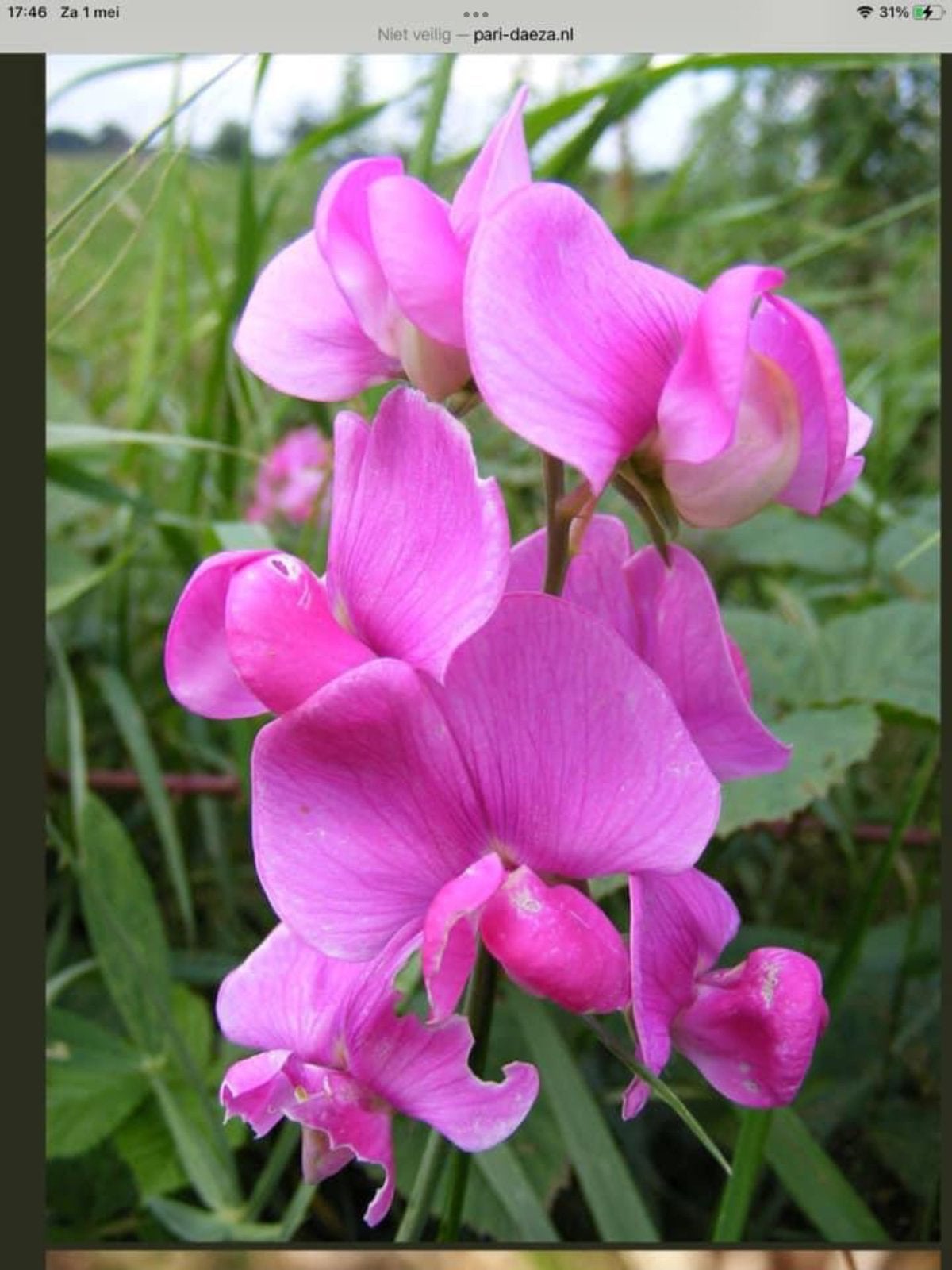 Biologisch zaad van de vaste Lathyrus., Ophalen of Verzenden, Voorjaar, Volle zon, Zaad