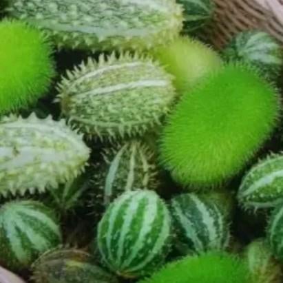 Zaden sierkomkommer - Cucumis melange, Verzenden, Voorjaar, Volle zon, Zaad