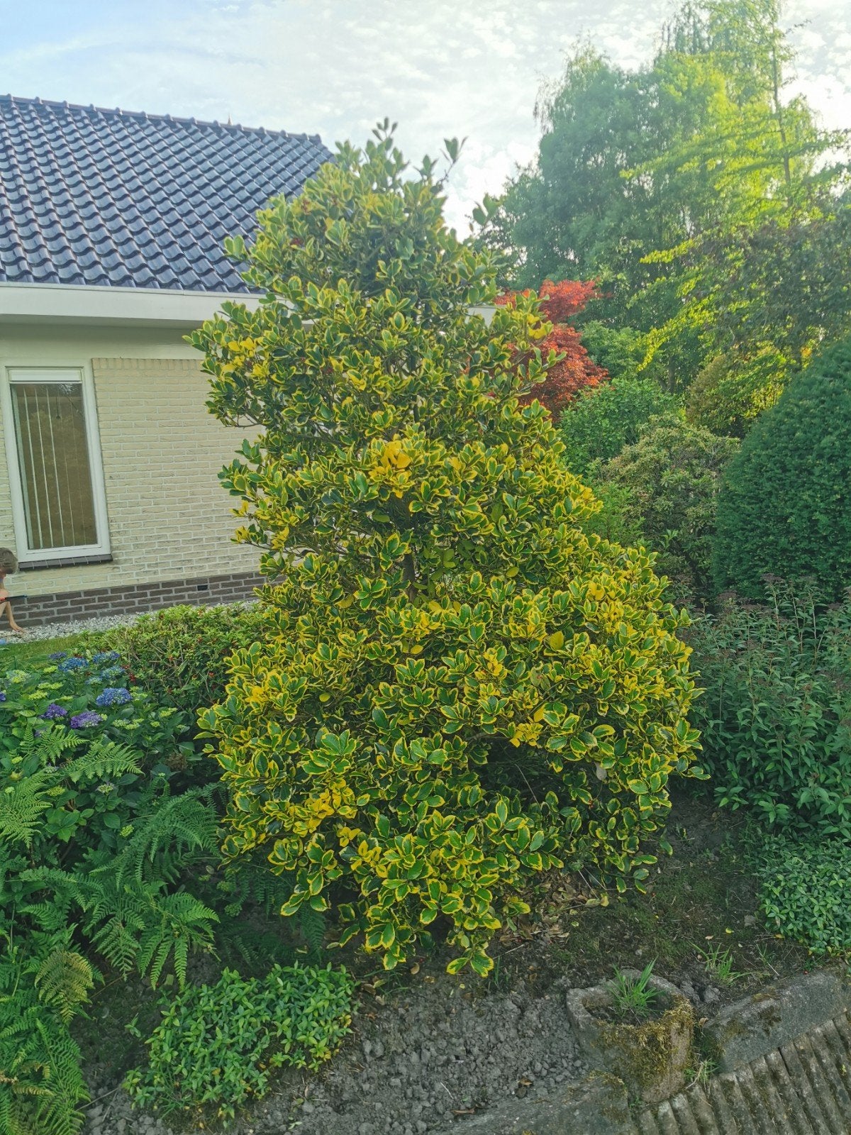 3 x struik plant (hulst?), Ophalen, Overige soorten, Minder dan 100 cm