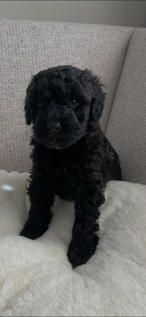 Mini labradoodle, Eén hond, Nederland, Particulier, Reu