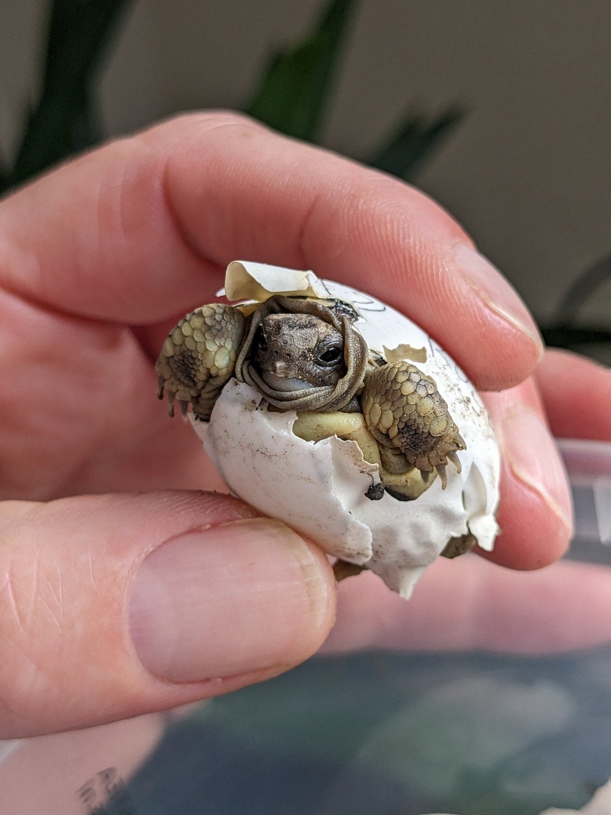 Nakweek Griekse landschildpadden, Testudo Hermanni Boetgeri Tortoise - unknown for sale from pia