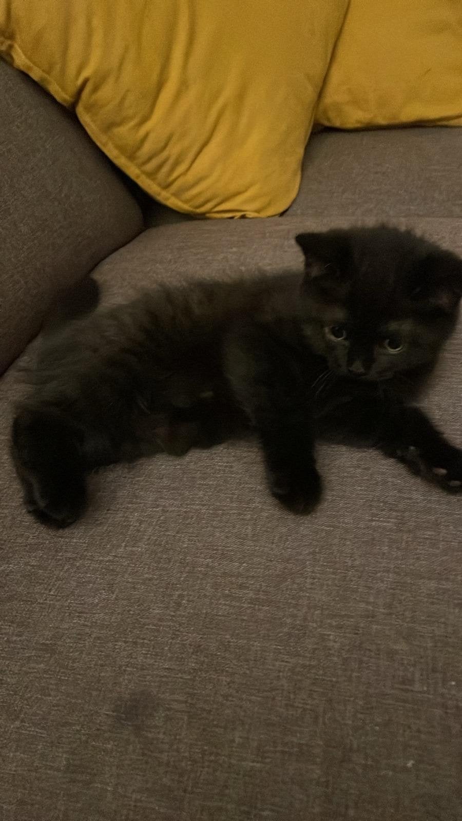 Donkerbruine kittens – 2 maanden Britse Korthaar  Perzische, Kater