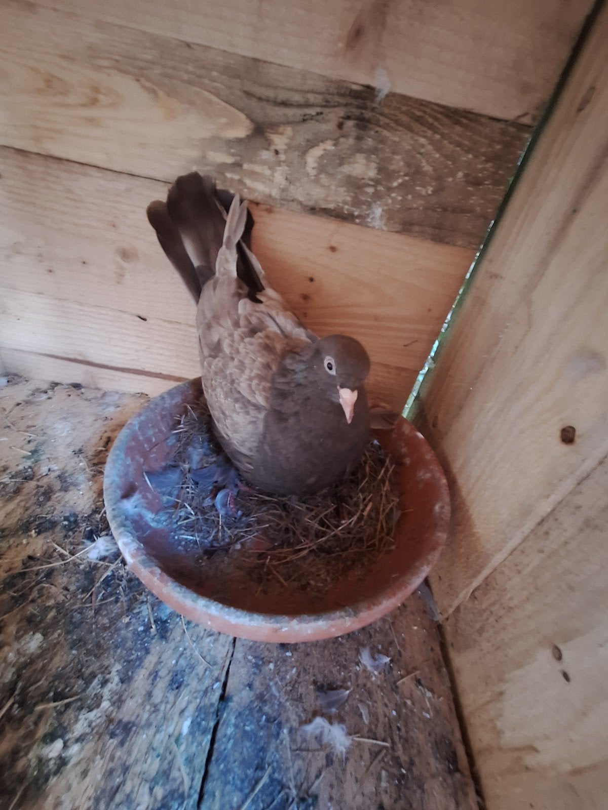 takla duif met 2 eiren, Dieren en Toebehoren, Vogels | Duiven, Vrouwelijk, Overige soorten