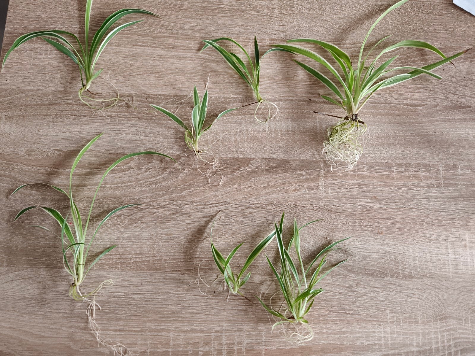 Graslelie/Spinnenplant (Chlorophytum comosum) stekjes, Vaste plant, Bloeit niet, Halfschaduw, Ophalen