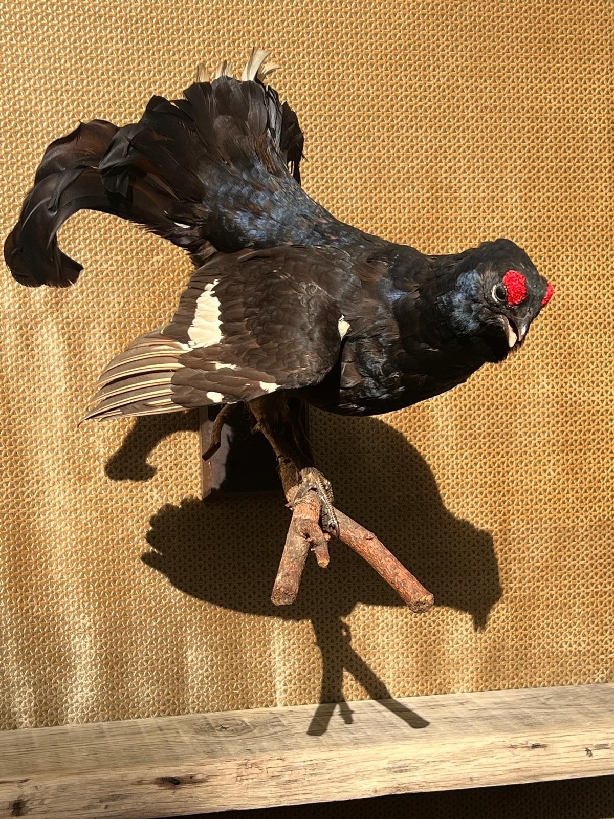 prachtige Korhoen, Ophalen of Verzenden, Vogel, Opgezet dier