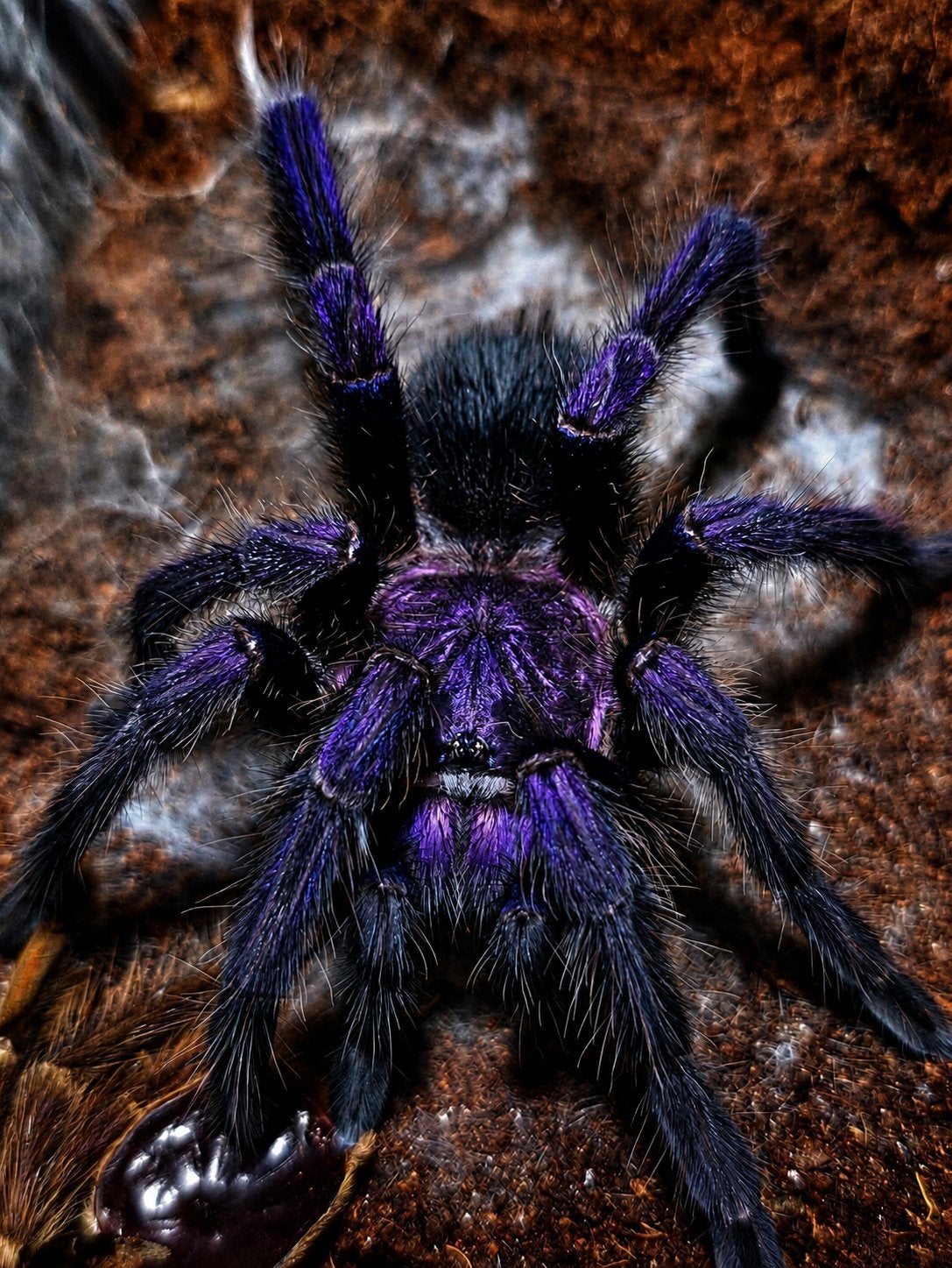 Phormictopus sp dominican Purple - vogelspinnen, Spin of Schorpioen