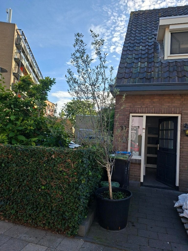Olijfboom, Lente, Olijfboom, 250 tot 400 cm, Ophalen
