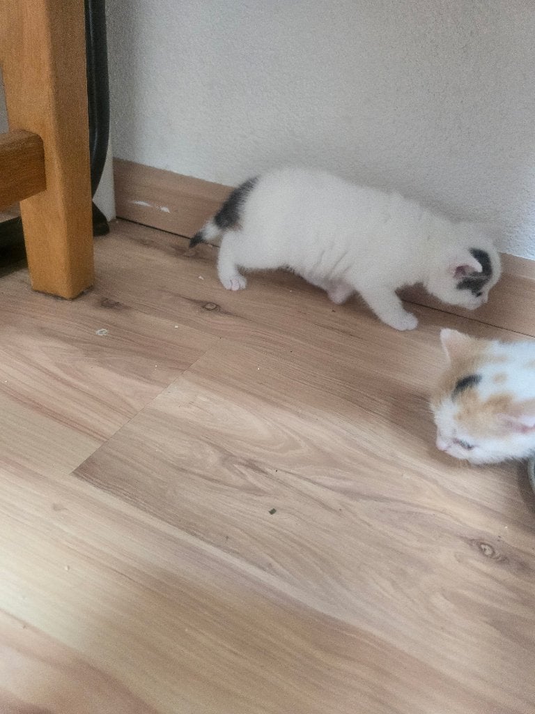 Kittens, Dieren en Toebehoren, Meerdere dieren