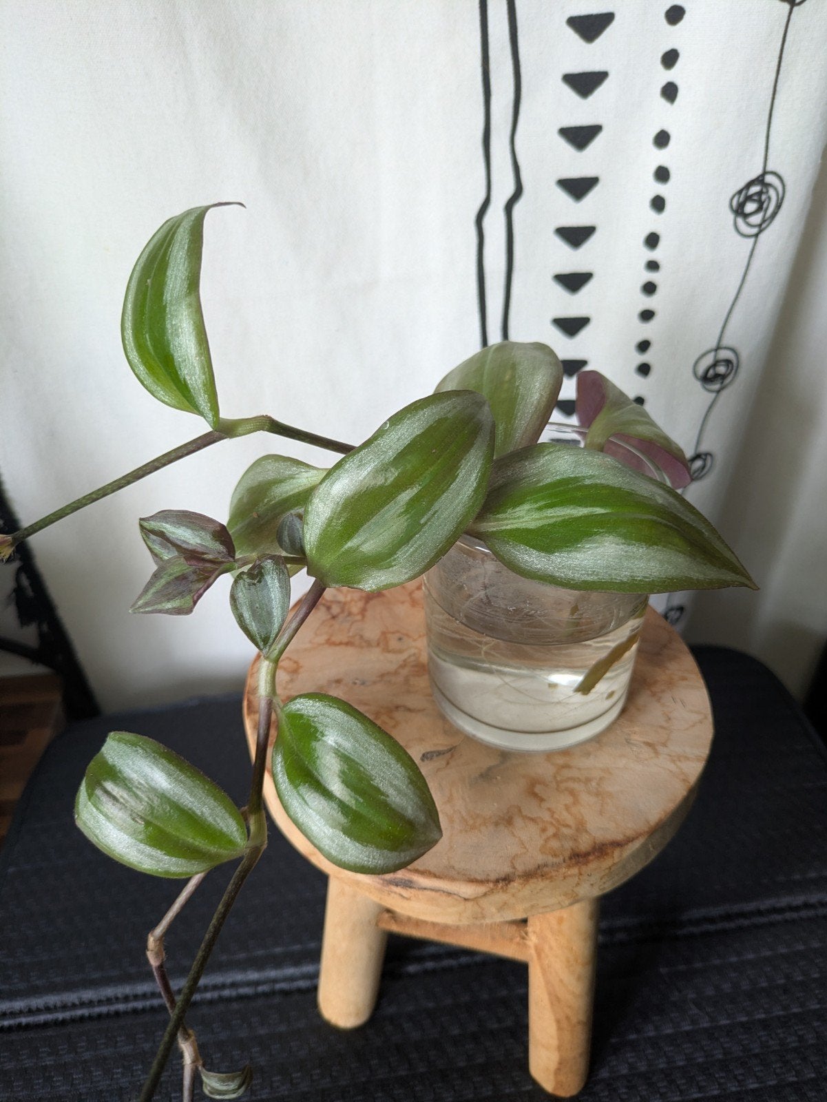 Tradescantia Zebrina Giant - gewortelde stekjes, Ophalen of Verzenden, Halfschaduw, Minder dan 100 cm