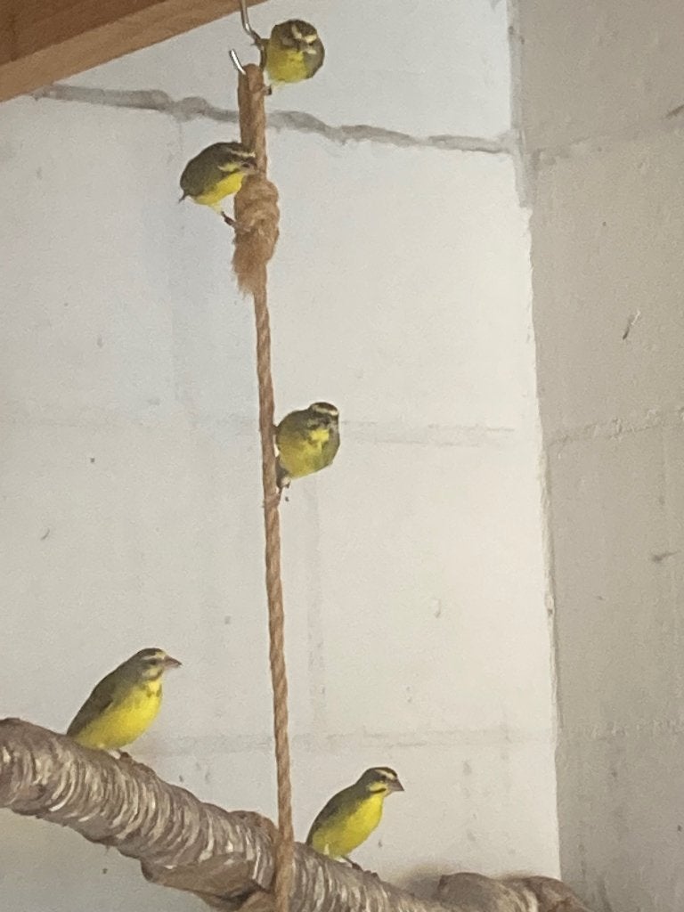 Mozambiquesijs, Dieren en Toebehoren, Meerdere dieren, Tropenvogel
