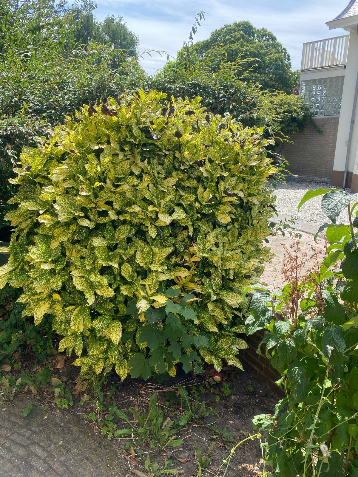 Japanse broodboom (Aucuba japonica) - Gevlekte struik, Vaste plant, Bloeit niet, Halfschaduw, Ophalen