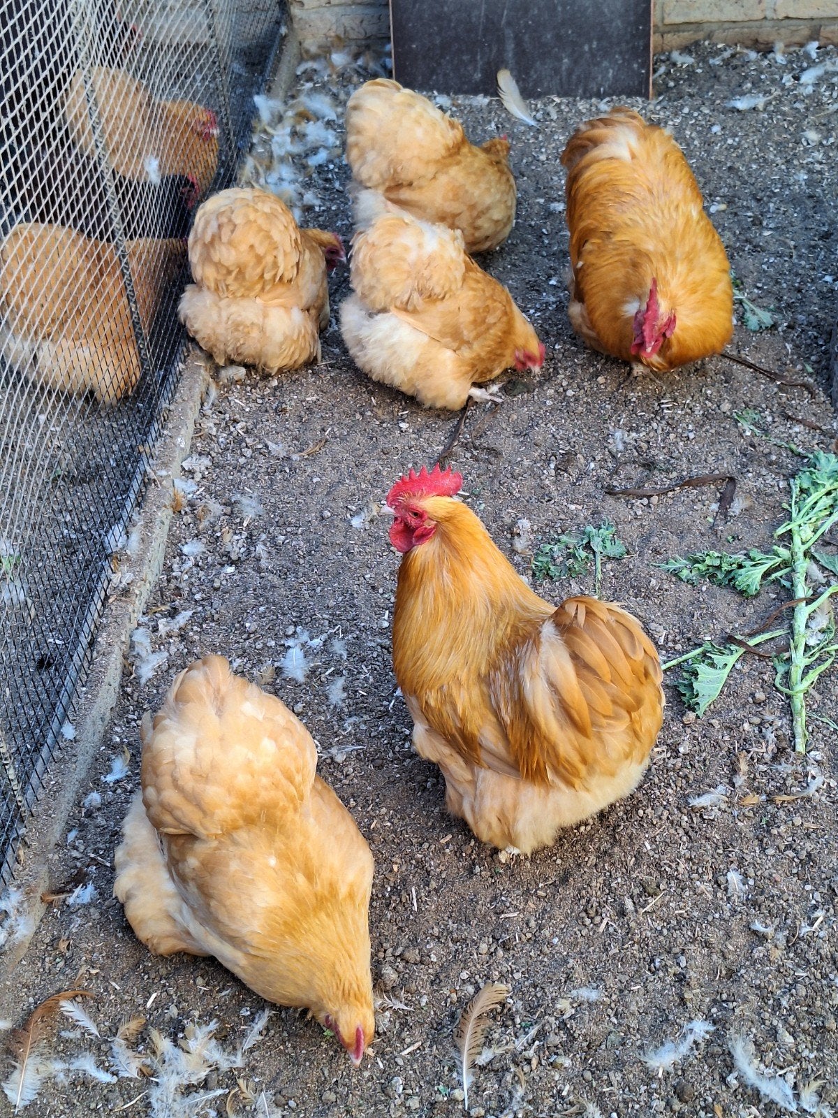Te koop prachtig trio Orpington krielen., Dieren en Toebehoren, Meerdere dieren, Kip