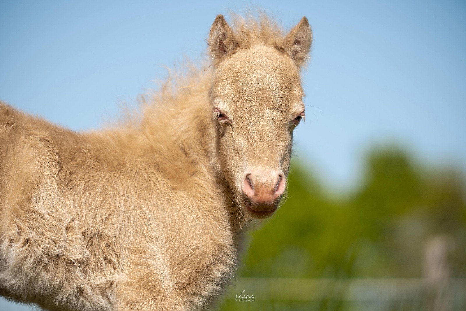 Rustige kleinschalige pensio(e)nstalling met véél weidegang, Dieren en Toebehoren, Weidegang, 1 paard of pony