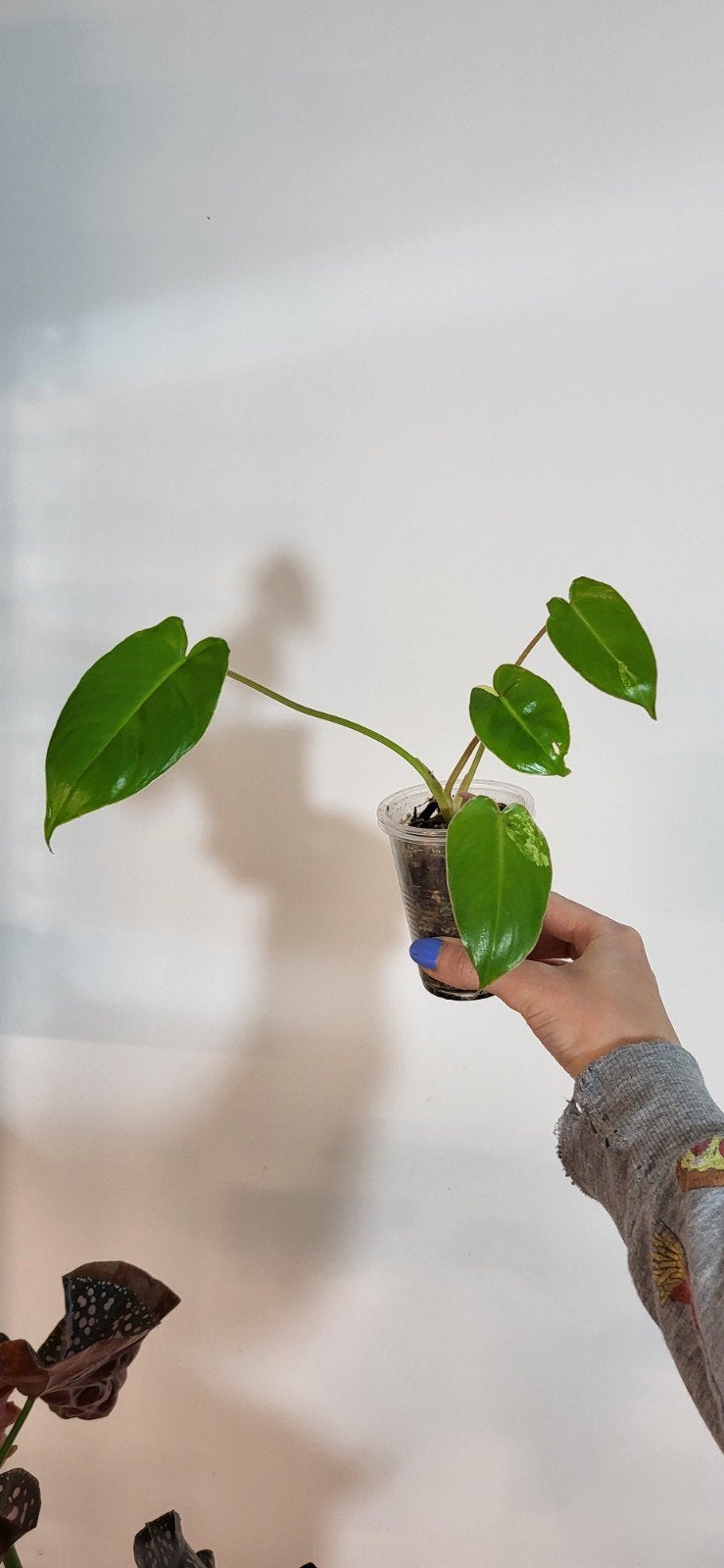 Philodendron burle marx variegata, Huis en Inrichting, Kamerplanten, Ophalen of Verzenden, Halfschaduw, Minder dan 100 cm