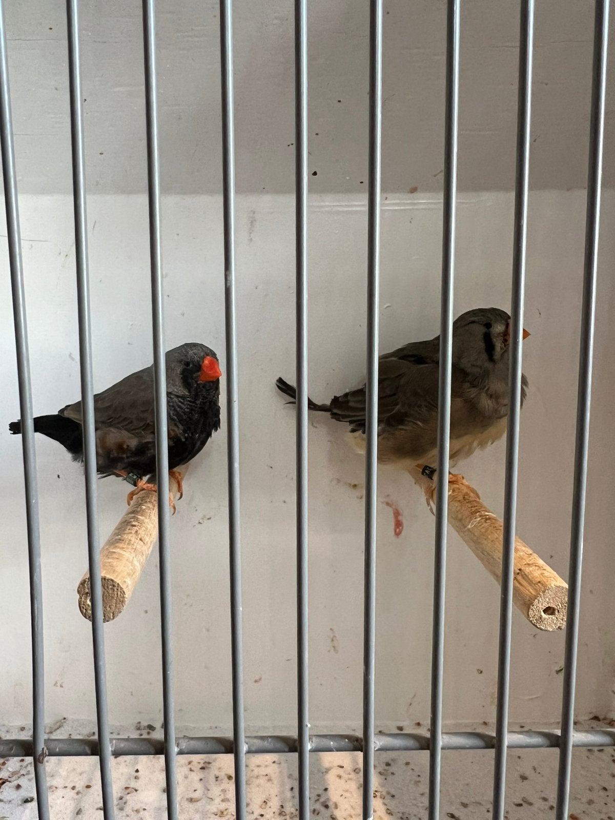 Charcoal zebravink kweek koppels onverwant, Dieren en Toebehoren, Vogels | Overige Vogels, Meerdere dieren