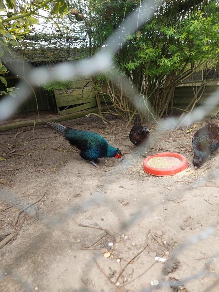 Fazanteneieren te koop., Dieren en Toebehoren, Geslacht onbekend, Overige soorten