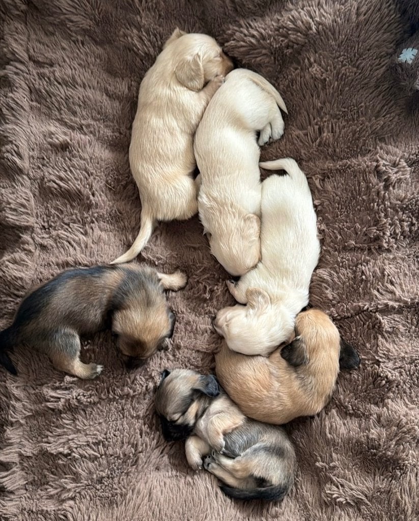 Cream Dwerg Teckel Pups Hollywood teckel (cream), België, Fokker | Hobbymatig, Dwerg, Langhaar