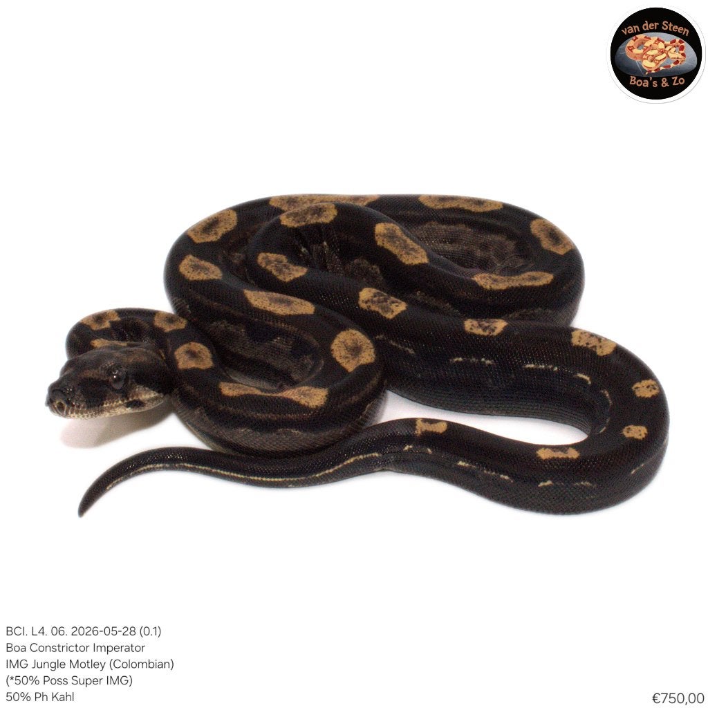 Boa Constrictor Imperator Litter 04 2026 Boa Constrictor photo 6