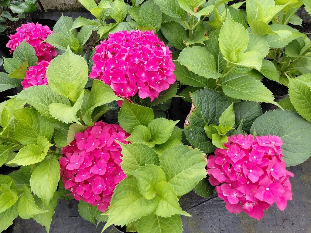 Winterharde hortensia's, Tuin en Terras, Vaste plant, Halfschaduw, Zomer, Ophalen