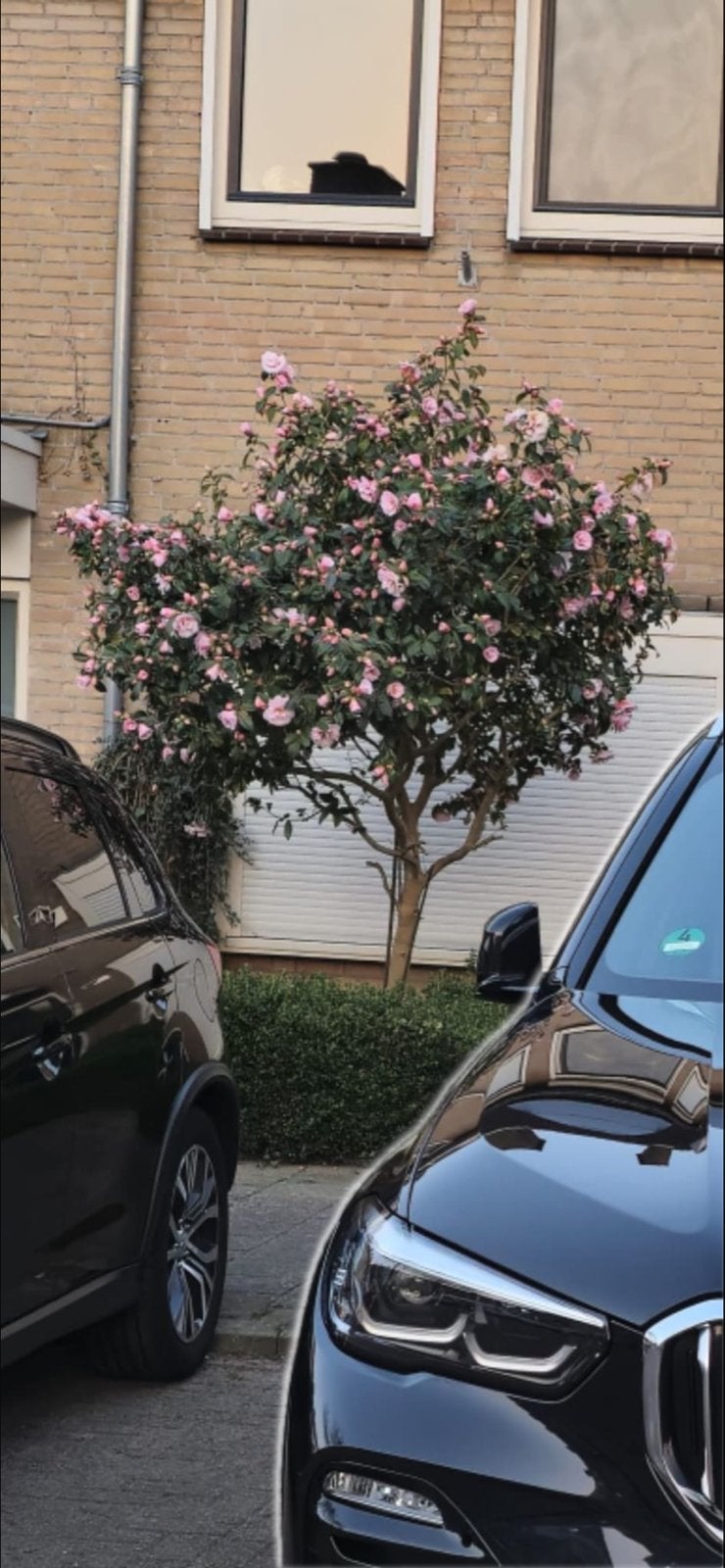 Camelia boom met roze bloesem, Vaste plant, Halfschaduw, Lente, Ophalen