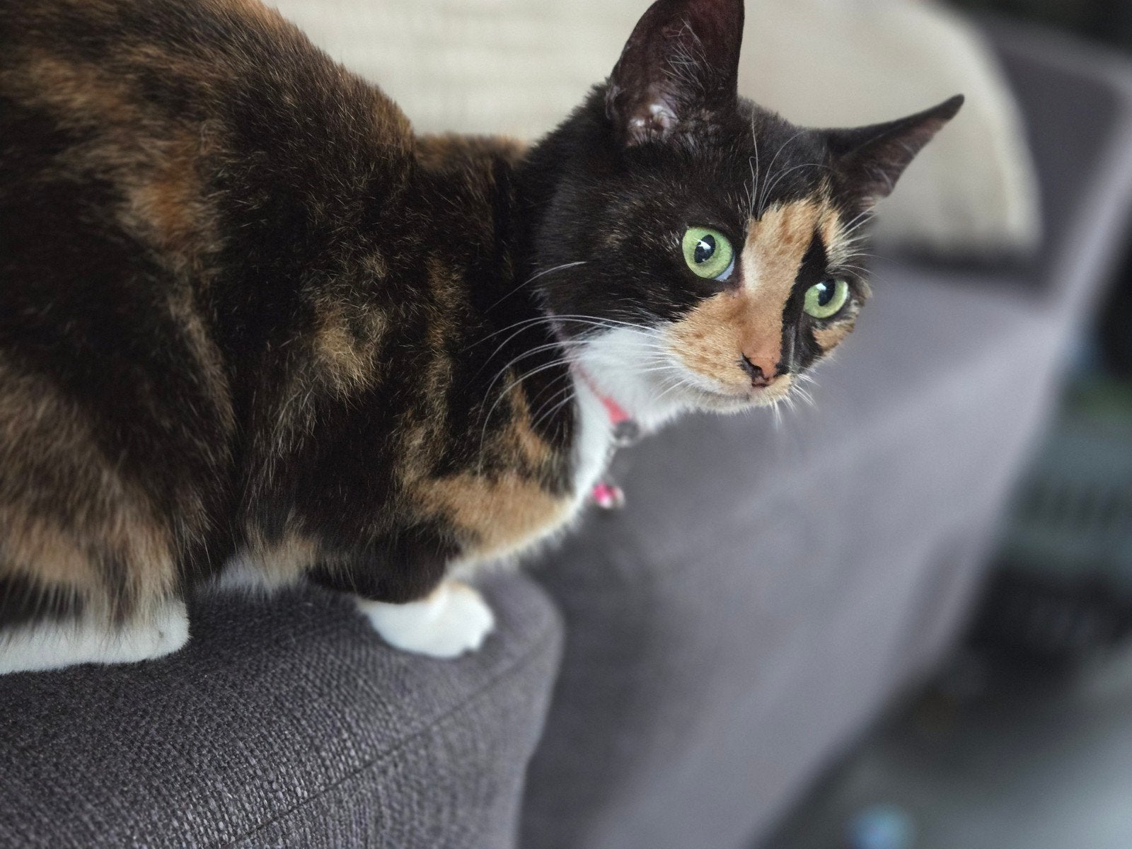 mooie & voorral super lieve  lapjes poes, Poes, Kortharig, 3 tot 5 jaar