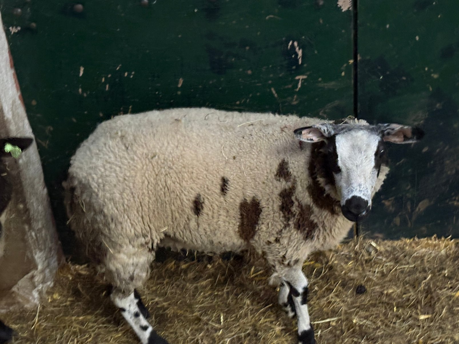 3 bonte ooi lammeren, Dieren en Toebehoren, Schapen, Geiten en Varkens, Meerdere dieren, Schaap