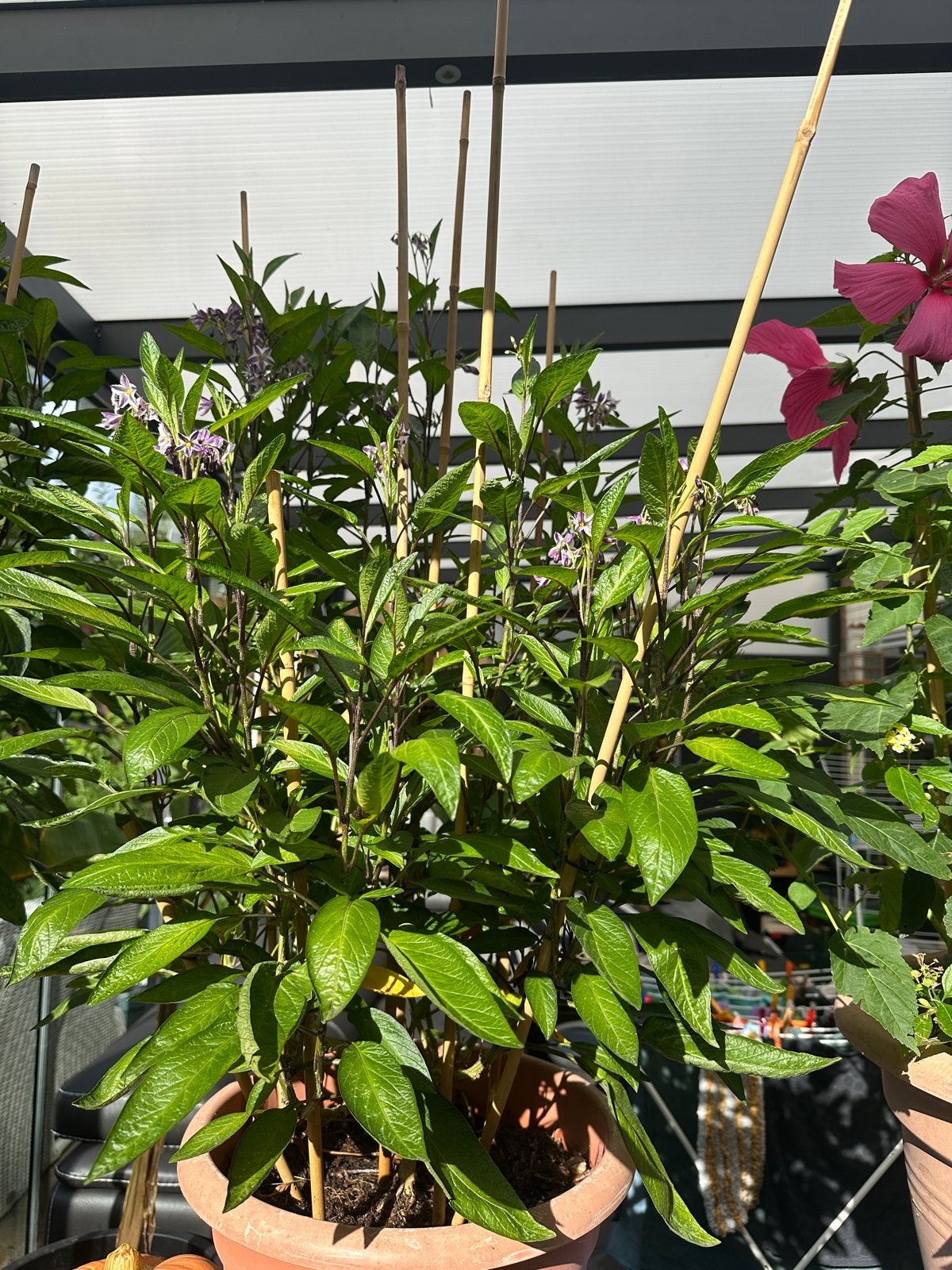Meloenpeerplant (Solanum muricatum) - Exotische vruchten, Ophalen, Volle zon, Vaste plant, Zomer