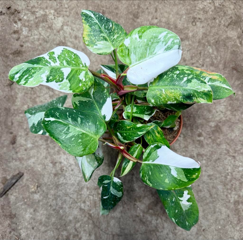 Philodendron White Princess p12, Overige soorten, In pot, Minder dan 100 cm, Groene kamerplant
