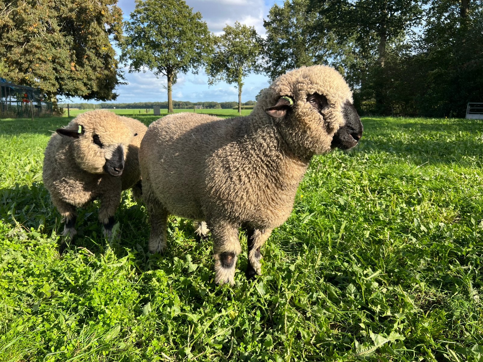 Hampshire Down Ramlam, Mannelijk, Schaap