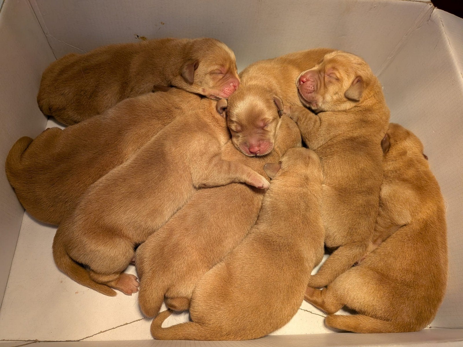 labrador pups (foxred), Dieren en Toebehoren, Meerdere dieren, Gechipt, 0 tot 2 jaar