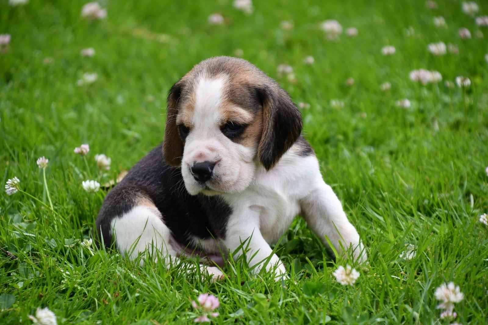 Prachtige Beagle pups, Parvo, Beagle, 8 tot 15 weken, Meerdere dieren