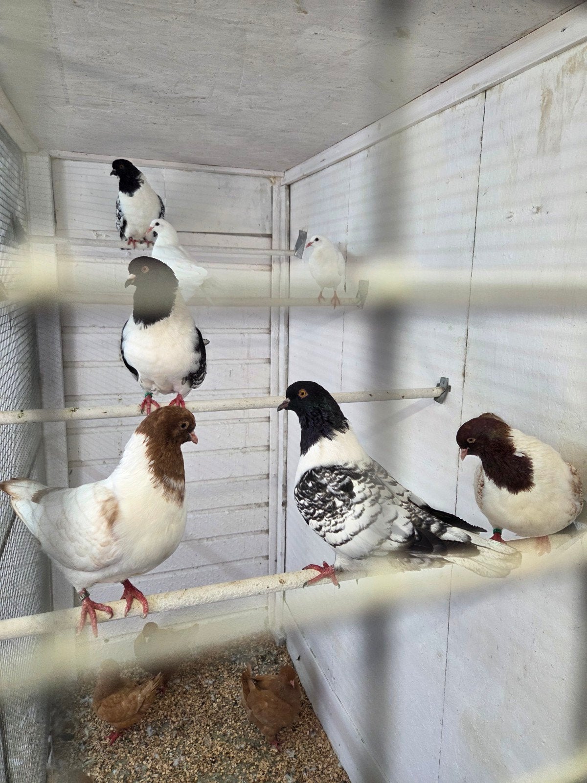 strassers en king duiven, Dieren en Toebehoren, Vogels | Duiven, Meerdere dieren, Overige soorten
