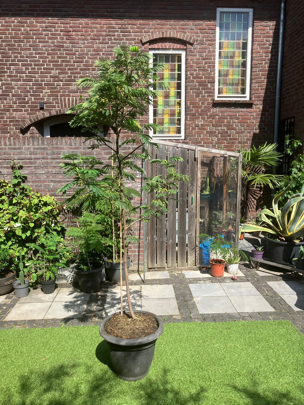 Albizia nu in bloesem, Tuin en Terras, Overige soorten, 100 tot 250 cm, Zomer, Ophalen