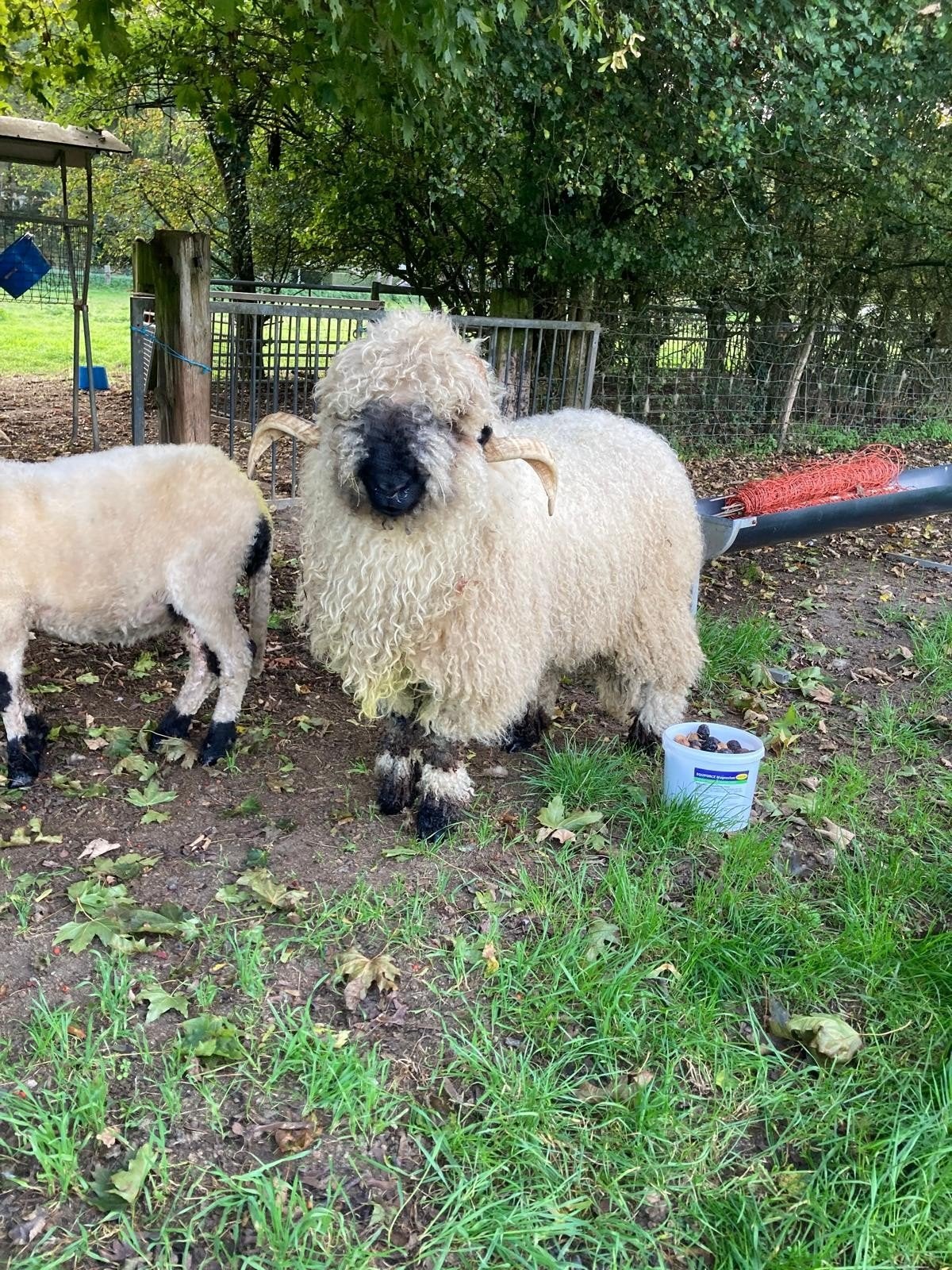 walliser schwarznase (uit import)stamboek dubbel ARR  ram, Mannelijk, Schaap