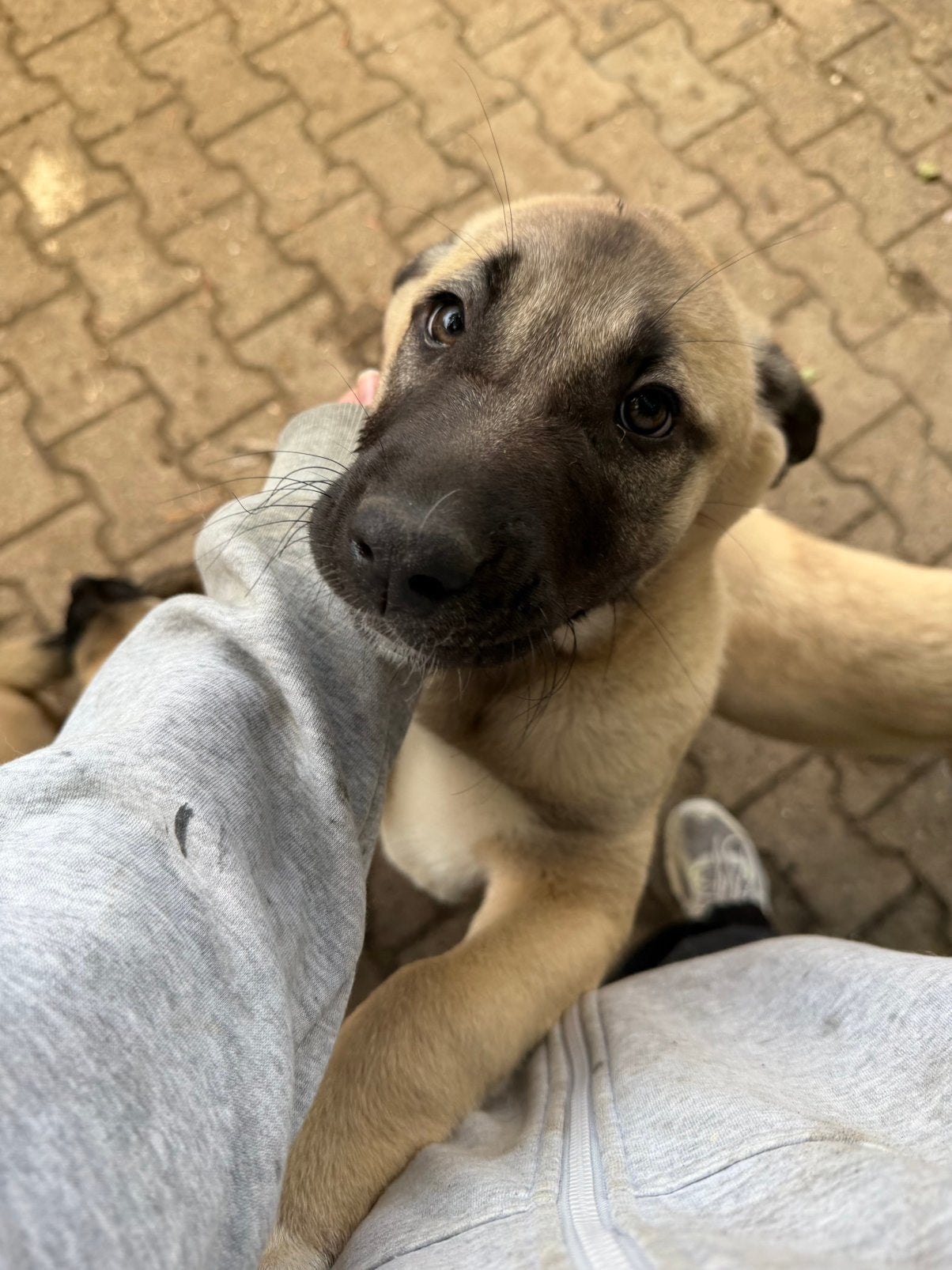 Kangal Puppy 1 teefje 1 reu, Dieren en Toebehoren, 8 tot 15 weken, Meerdere, Meerdere dieren, Herder