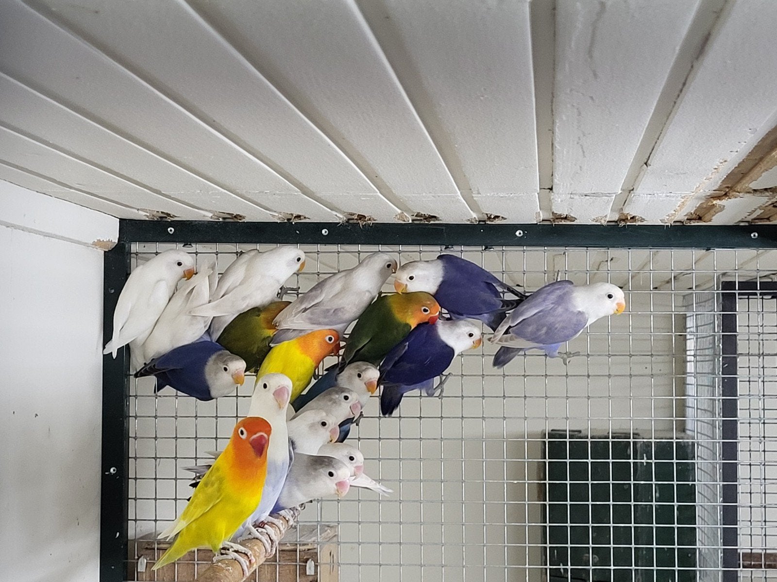 agapornis fischeri, Dieren en Toebehoren, Vogels | Parkieten en Papegaaien, Geslacht onbekend, Dwergpapegaai of Agapornis, Geringd