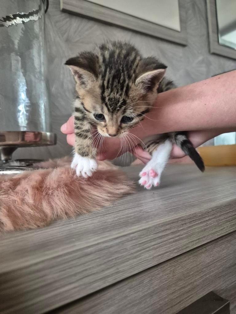 Kittens 6 weken oud